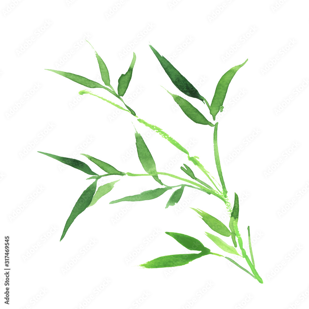 Fototapeta premium handpainted watercolor Bamboo isolated on white background