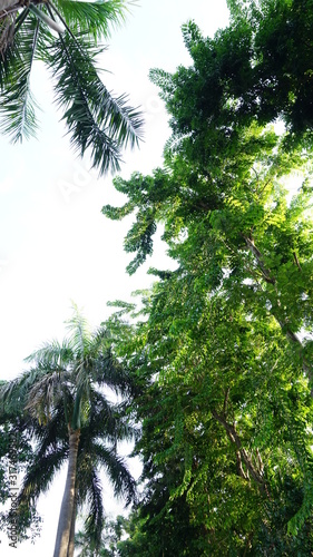 green branches of furtree on a blue background