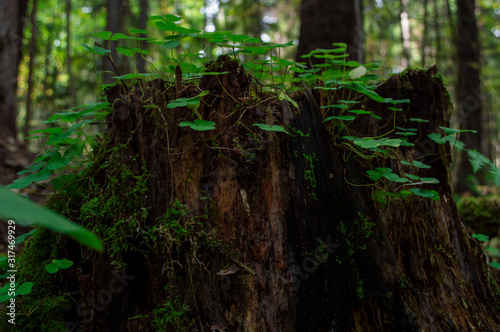 Summer Forest                      