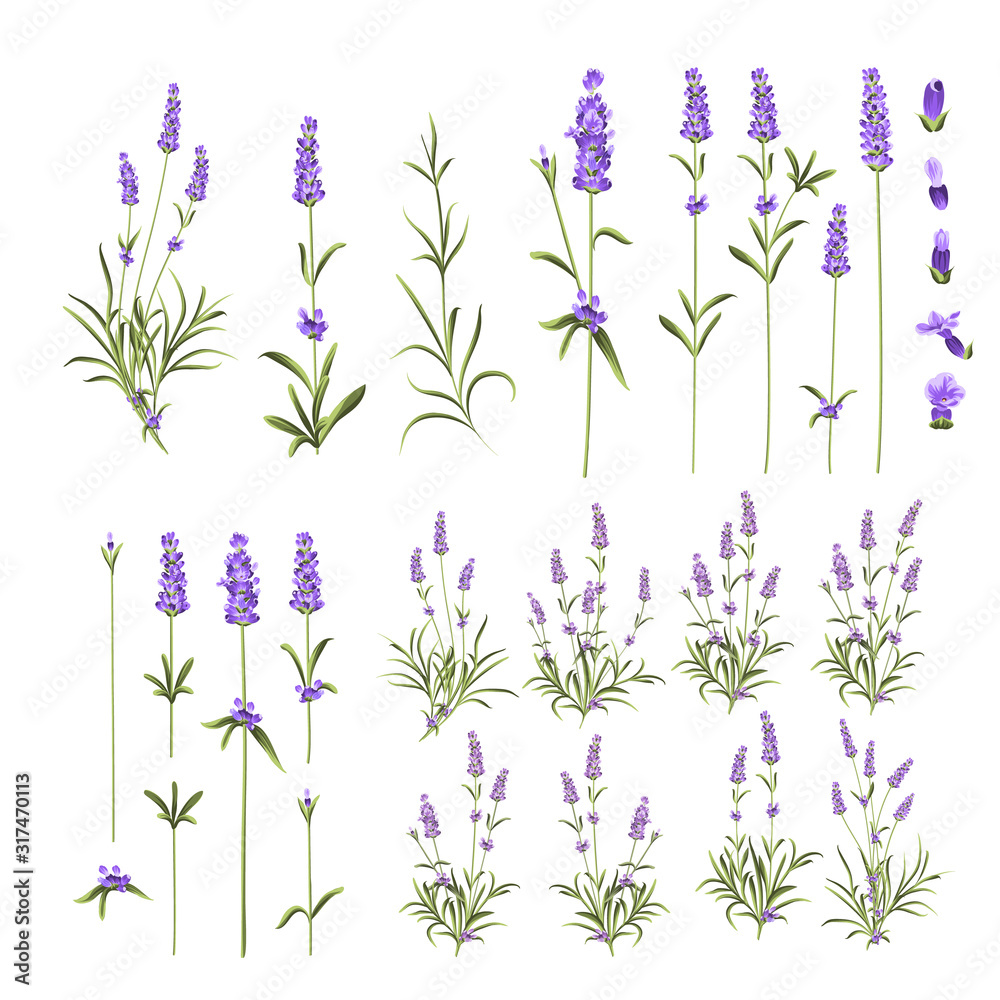 Naklejka Set of lavender flowers elements. Collection of lavender flowers on a white background. Vector illustration bundle.