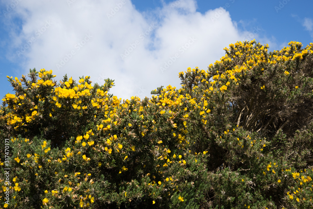 Fototapeta premium Blooming yellow flowers on bush.