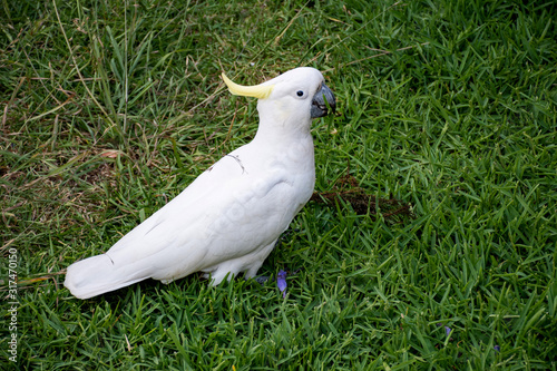 Sulphur-crested cockatoo walking on the lawn and eating grass