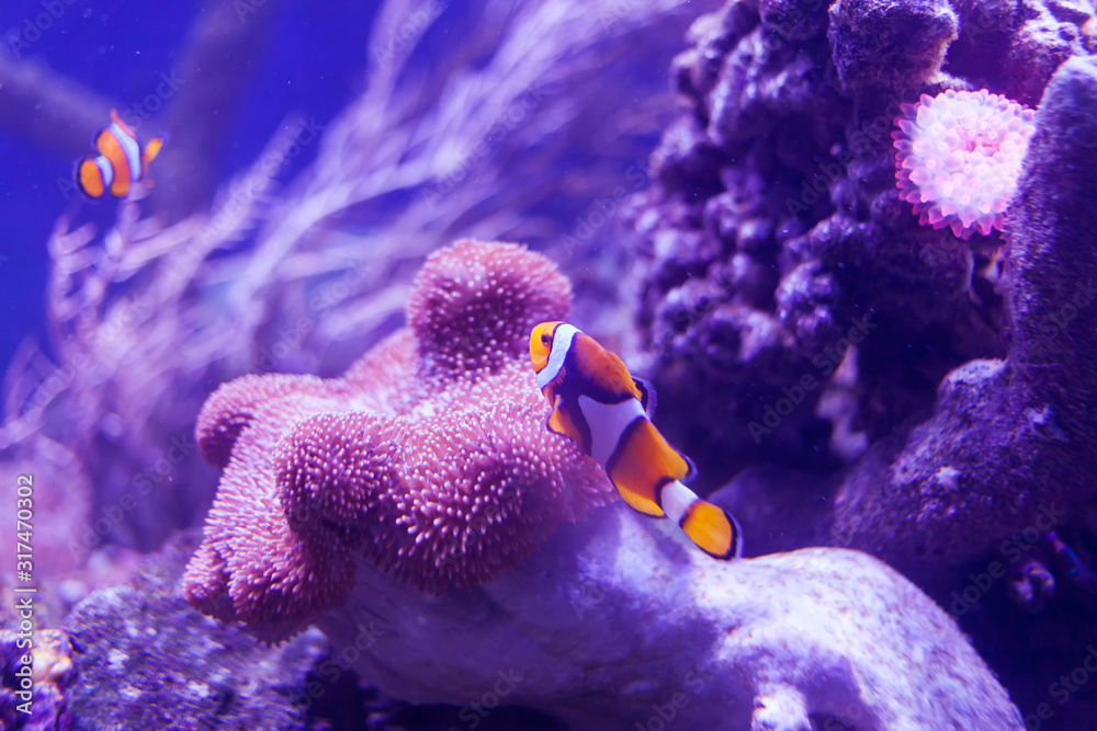 Fotografie Clown fish on a coral