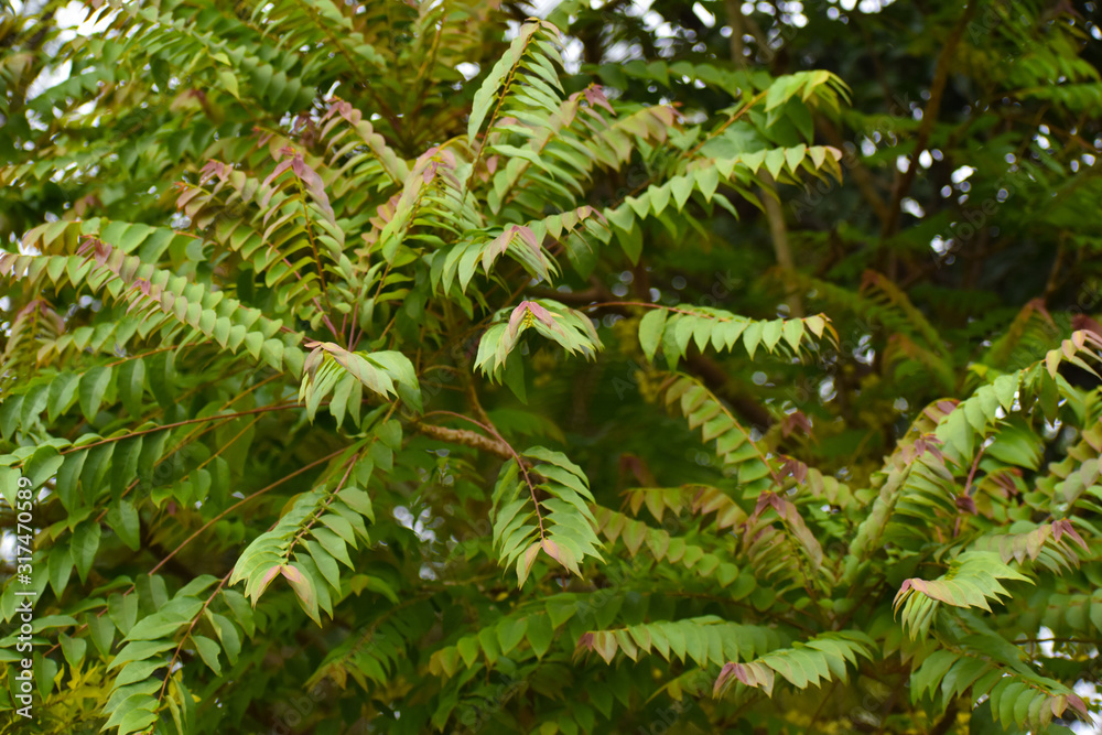 green pine branch of a tree green pine branch of a tree