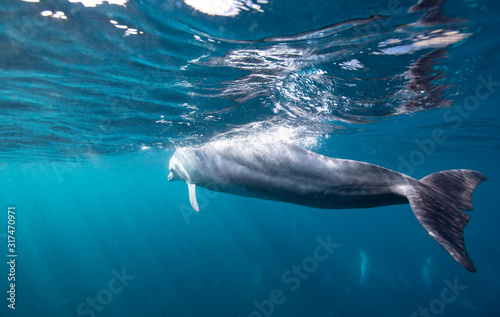 dolphin in water © 敏治 荒川
