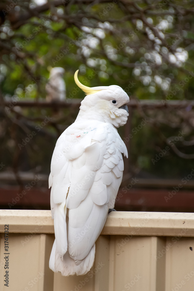 Curious sulphur-crested cockatoo sitting on the backyard fence