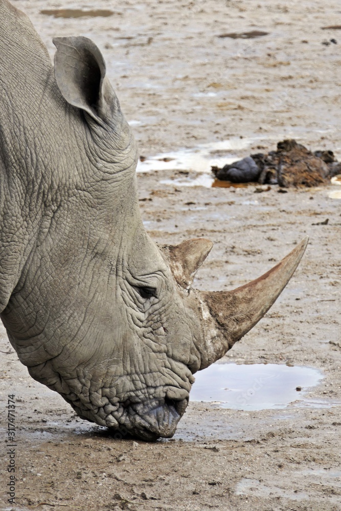 Obraz premium rhino a endangered african animal in the zoo 