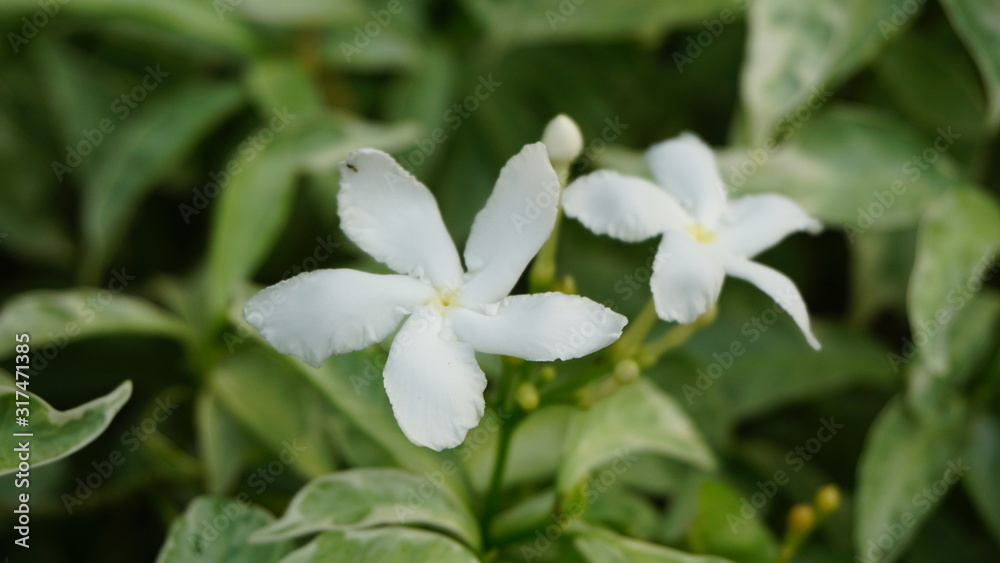 white flower in garden white flower in garden