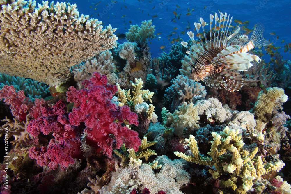 Coral Reef Saudi Arabia Coral Reef Saudi Arabia