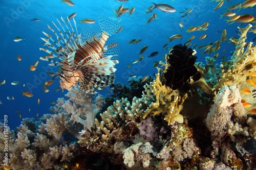 Coral Reef Saudi Arabia