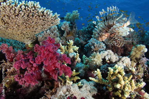 Coral Reef Saudi Arabia