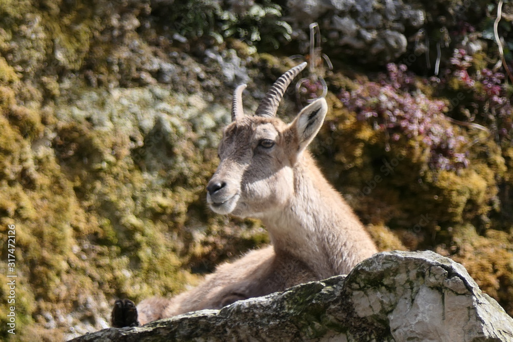 a ibex female is relaxing in the sun a ibex female is relaxing in the sun