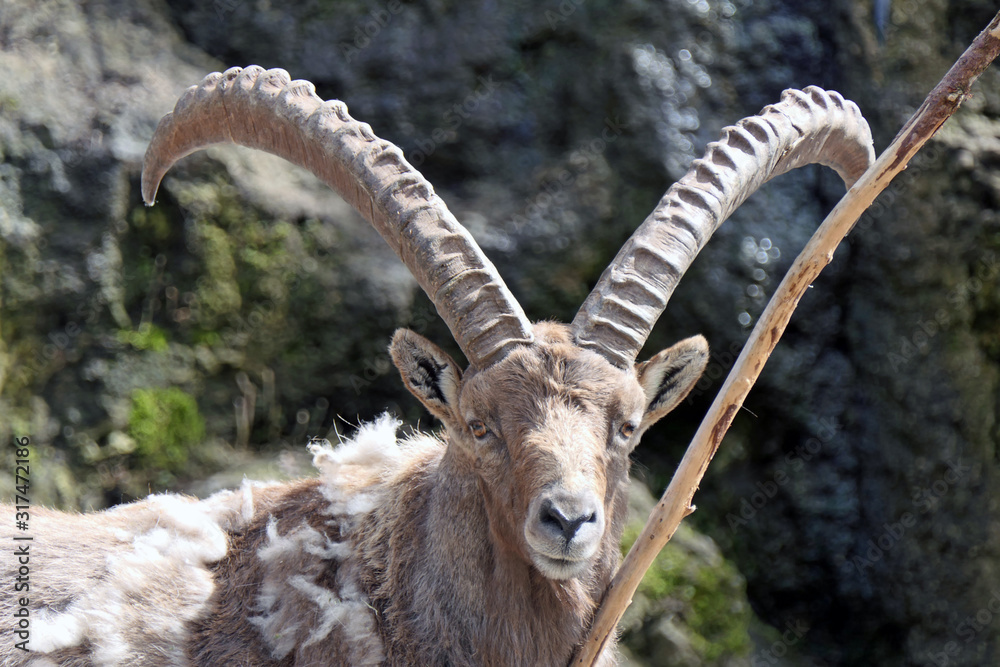 Ibex in the austrian alps