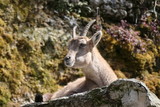 a ibex female is relaxing in the sun
