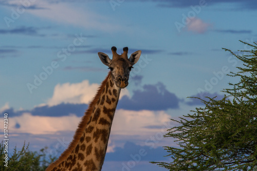 Giraffe im Abendlicht im Tarangire-Nationalpark mit Freiraum f  r Text