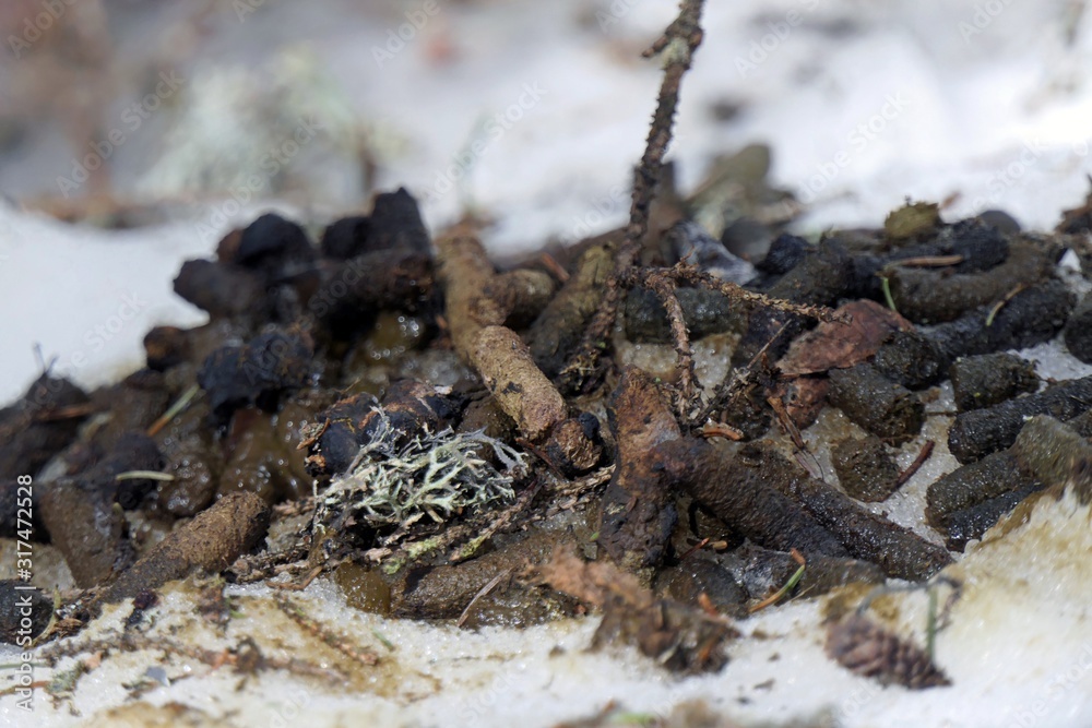 this is the droppings at the capercaillie or wood grouse in the courtship this is the droppings at the capercaillie or wood grouse in the courtship