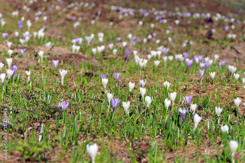 springtime - field with a lot of flowering crocuses