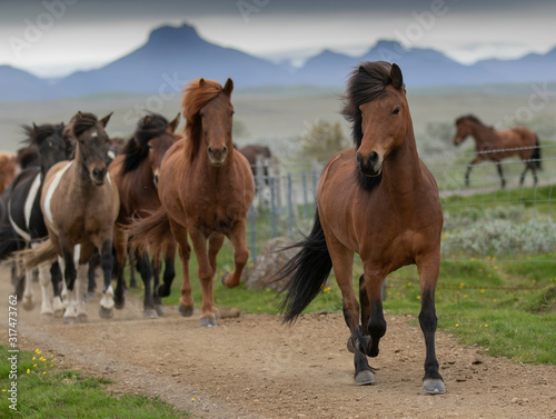 Herd of Icelandic horses on field 