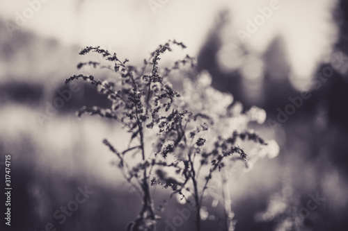 Beautiful tall plant with bokeh in black and white