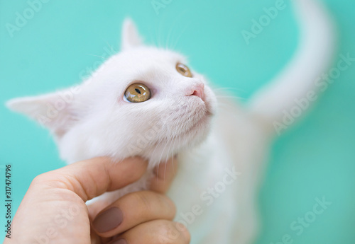 Hand touching cute sweet curious white kitty cat on menthol color background. Friend, pet, allergy, tenderness, loneliness concept
