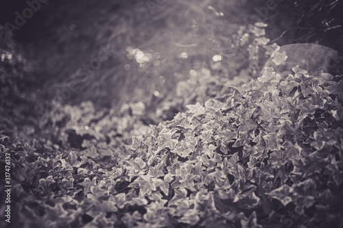 Beautiful leaves with bokeh in black and white © Kevin