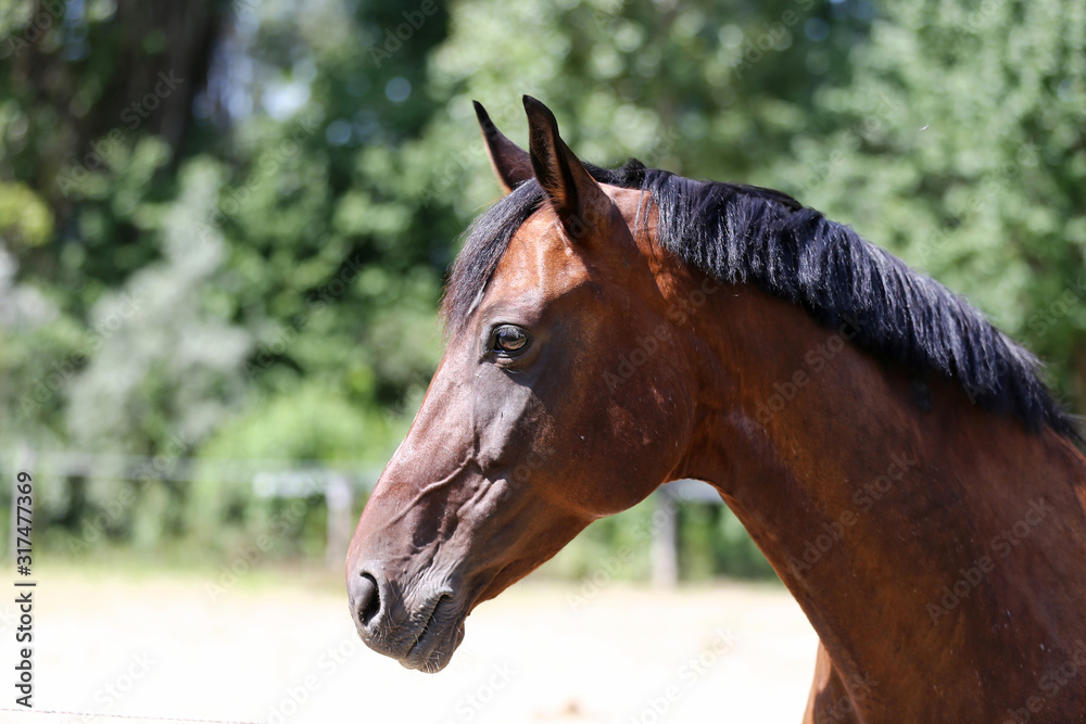 Fototapeta premium Detail of a saddle horse head closeup portrait in a landscape