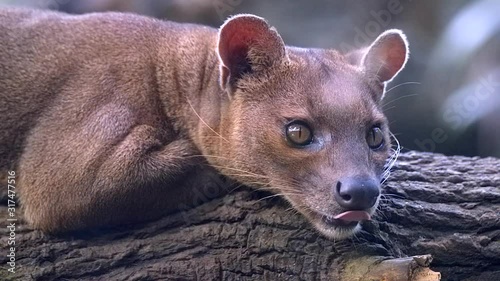 Madagascar's top predator, the Fossa lying on a tree log and observing it's surroundings - Close up photo