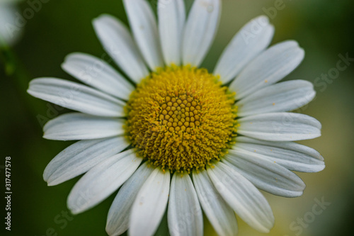 daisy on green background