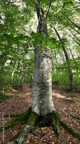 Wallpaper Mural beech tree in a forest Torontodigital.ca