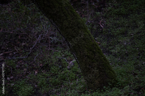 Beautiful tree with moss and bokeh