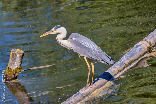 Grey heron fishong from a pipe in the muddy pond. photo