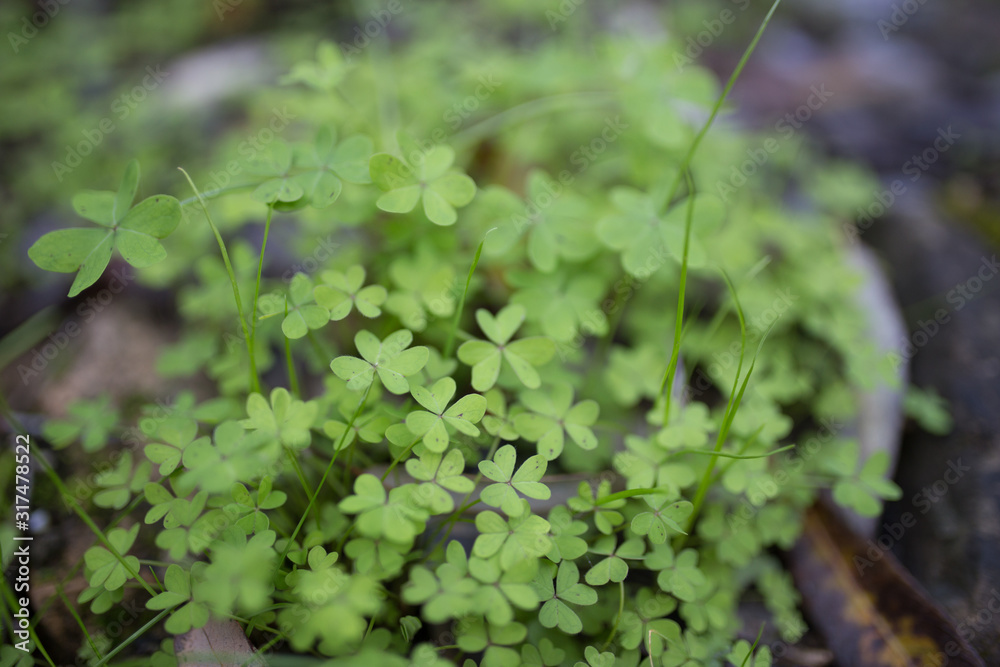 Beautiful green clovers with bokeh