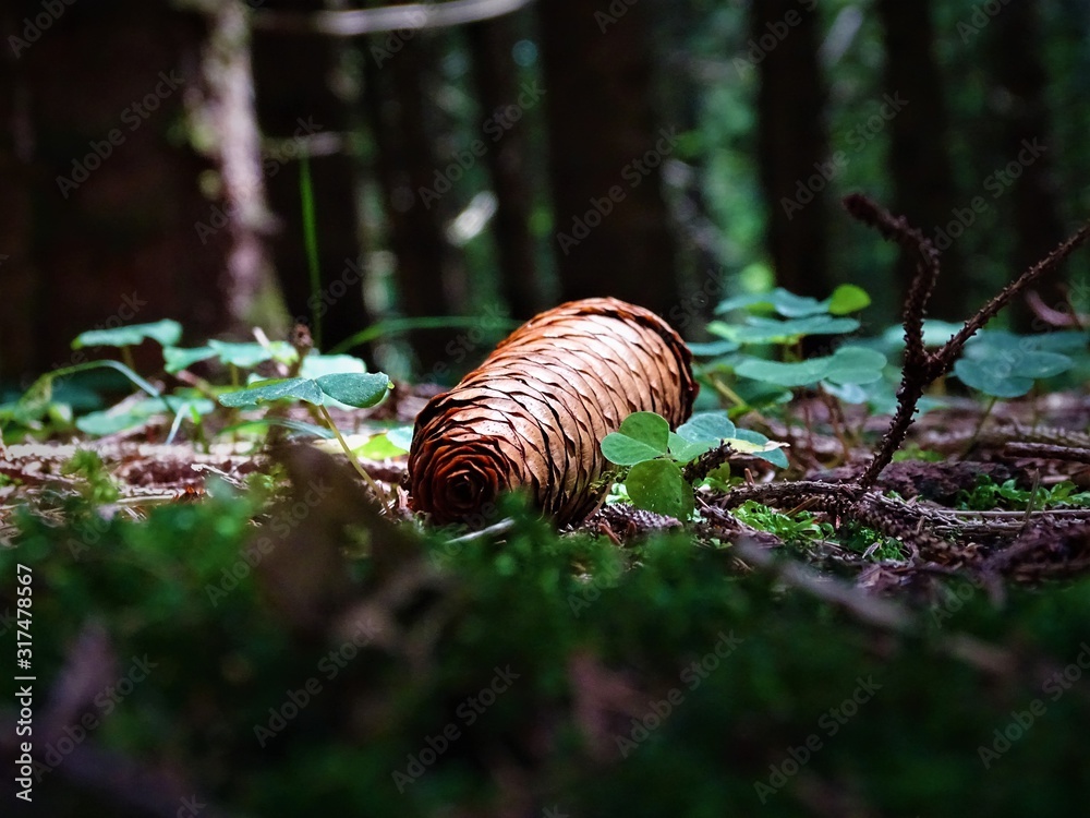 The sunbeam in the forest The sunbeam in the forest