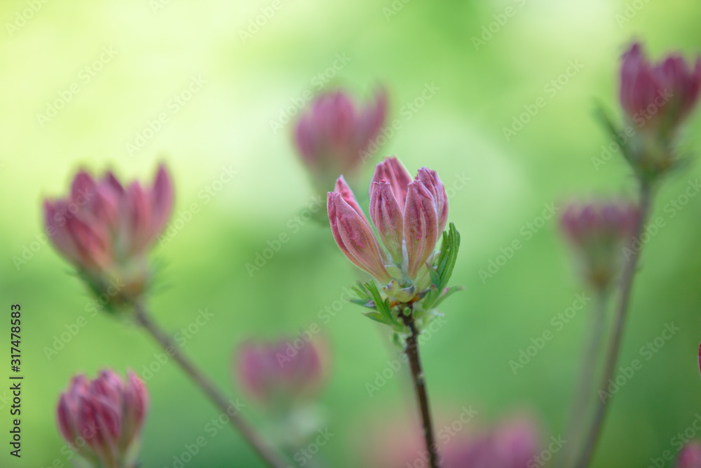 pink flower buds on branches of Rhododendron arborescens on a blurred green background pink flower buds on branches of Rhododendron arborescens on a blurred green background