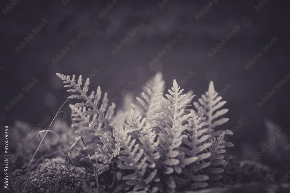 Beautiful ferns in black and white with bokeh