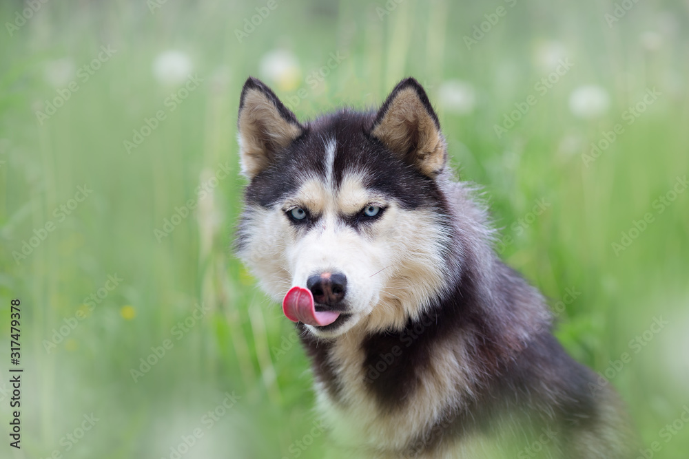 husky black and white with blue eyes sits in the green grass in  summer