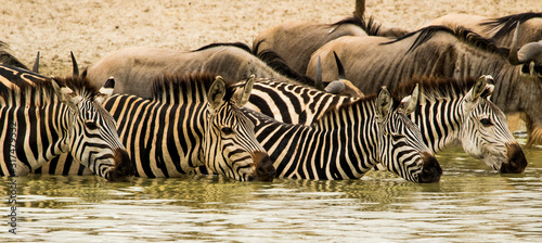 zebra zebrata photo
