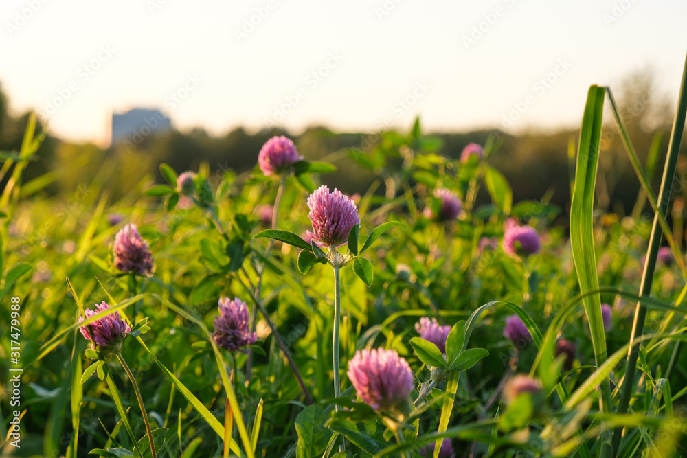 Obraz premium Summer field of clovers in the evening sunlight, selective focus