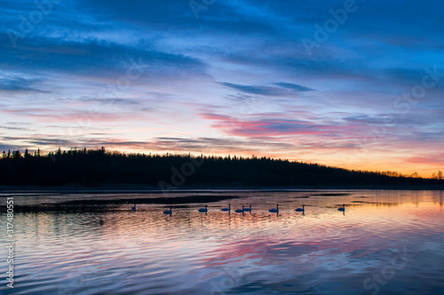 white swans at sunrise under colorful sky