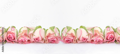 Pink roses isolated on white background texture vintagepanorama banner