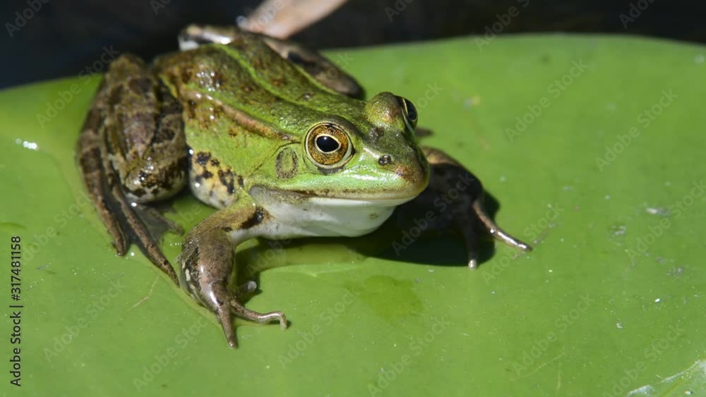Edible frog sitting on floating leaf of white water liliy in pond Edible frog sitting on floating leaf of white water liliy in pond