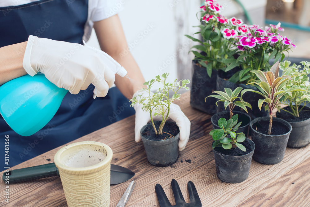 Creating a mini garden in the house, Prepare seedlings, Close-up Creating a mini garden in the house, Prepare seedlings, Close-up