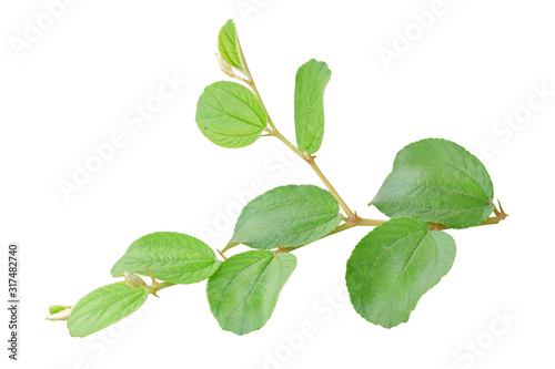 Twig with green leaves isolated on white background. Object with clipping path.