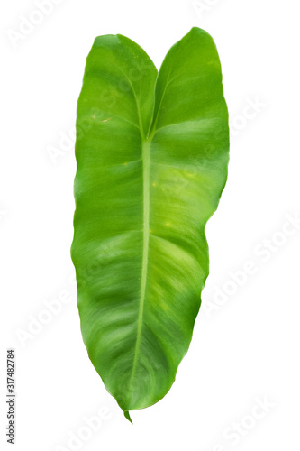Tropical jungle Monstera leaves isolated on white background. with clipping path.