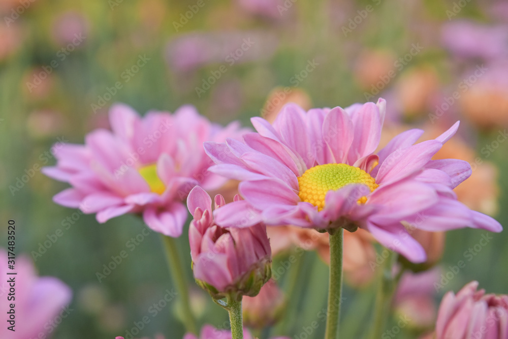 Beautiful sweet of pink chrysanthemum flower bloom in garden. Beautiful sweet of pink chrysanthemum flower bloom in garden.