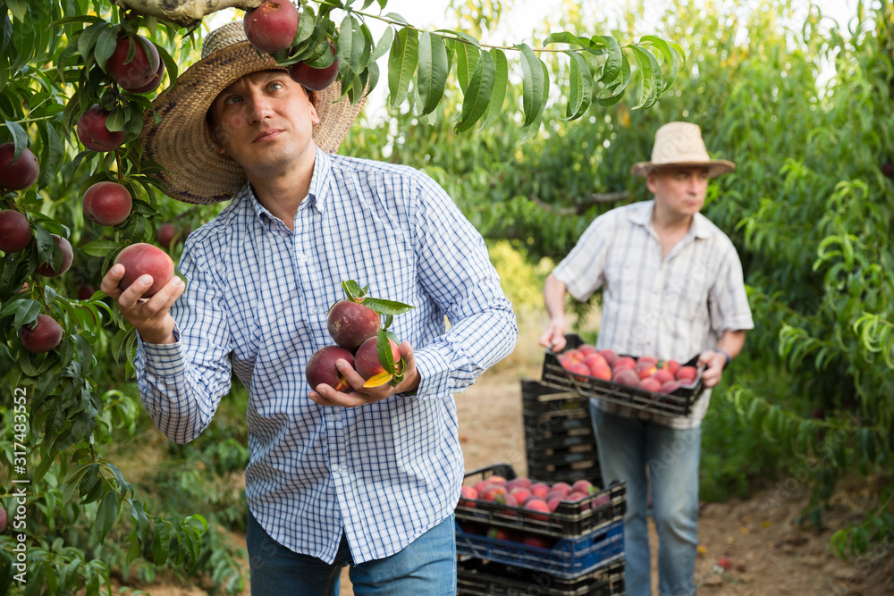 Fototapeta premium Male professional horticulturist picking peaches from tree