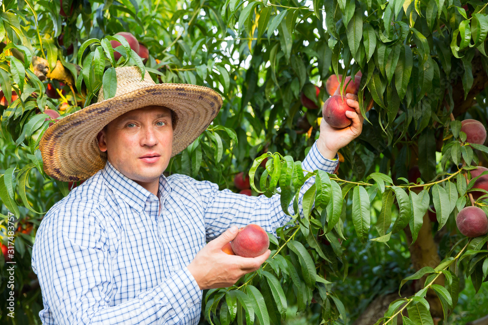 Male  professional horticulturist picking tasty peaches from tree