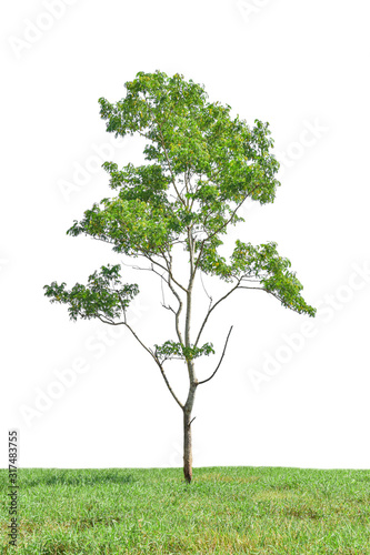 Tree in garden isolated on white background