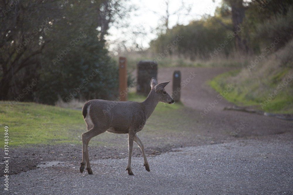 Fototapeta premium Deer walking on a forest path