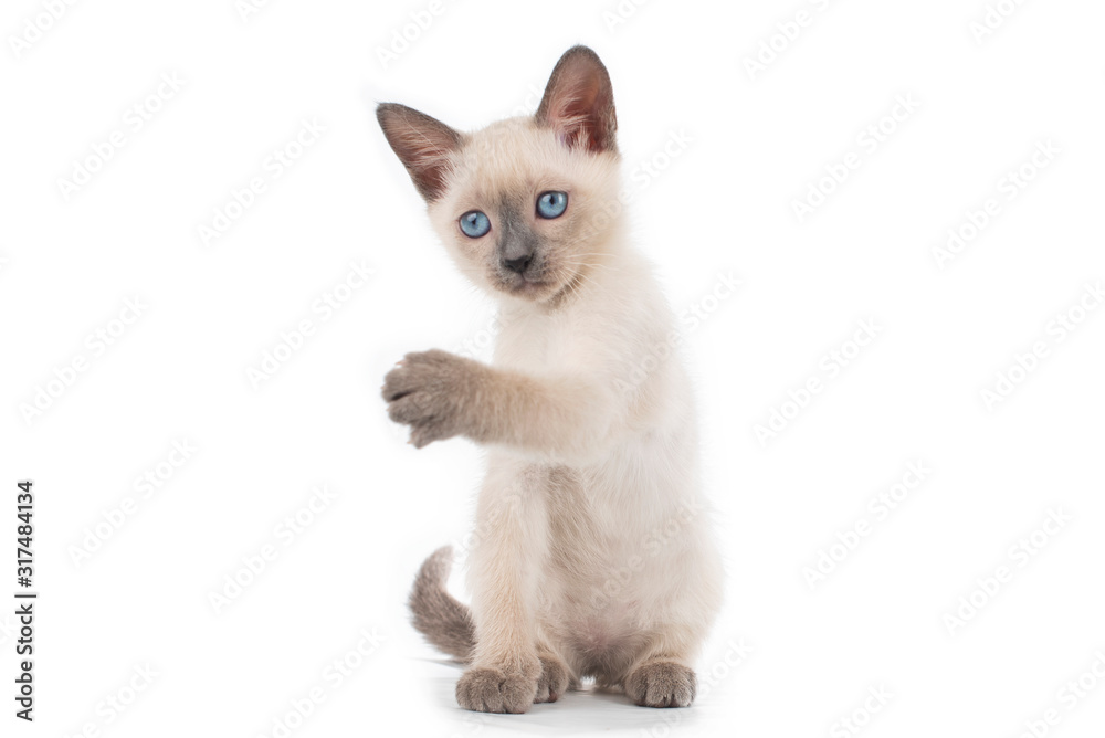 little kitten on white isolated background